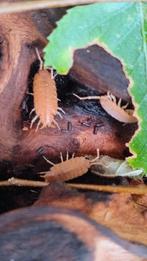 Isopods, Dieren en Toebehoren, Insecten en Spinnen, Overige soorten