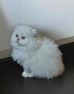 Heel aanhankelijk Brits katertje uit kampioenenbloedlijn, Dieren en Toebehoren, Katten en Kittens | Raskatten | Langhaar, Kater