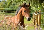 Beloftevol merrieveulen, Dieren en Toebehoren, Paarden, Merrie, Dressuurpaard, 0 tot 2 jaar