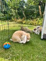 Konijn gratis af te halen, Dieren en Toebehoren, Konijnen, Mannelijk, Middelgroot, 0 tot 2 jaar