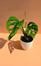 Monstera adansonii albo variegata - babyplant, Huis en Inrichting, Kamerplanten, Ophalen of Verzenden, Overige soorten, Minder dan 100 cm