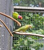 jonge pruimekopparkiet (man) pastel, Dieren en Toebehoren, Vogels | Parkieten en Papegaaien, Mannelijk, Parkiet, Geringd