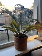 Leuke palmplanten voor binnen! Cycas revoluta, Huis en Inrichting, Kamerplanten, Ophalen, Palm, Halfschaduw, Minder dan 100 cm