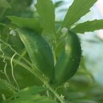 Uit de biologische moestuin: Olijfkomkommer, zaden., Tuin en Terras, Ophalen of Verzenden, Voorjaar, Volle zon, Zaad