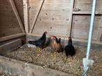 Trio Ancona kriel!, Dieren en Toebehoren, Pluimvee, Meerdere dieren, Kip
