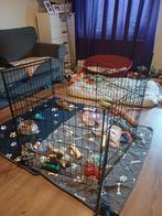 Puppyren, Dieren en Toebehoren, Ophalen, Gebruikt