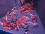 Import HQ Vlinderkoi mix ca 16/ 18 cm - Koidreams Valburg, Dieren en Toebehoren, Karper of Koi