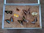 vintage oud kistje met 7st vlinders Chrysiridia & Cleopatra, Verzamelen, Ophalen of Verzenden, Gebruikt, Insect, Opgezet dier