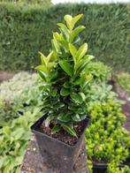 Euonymus  Green  Spire, Ophalen, Overige soorten, Volle zon