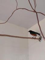 1-0 driekleurglans spreeuw 2025., Dieren en Toebehoren, Mannelijk, Tropenvogel, Geringd