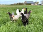 Jonge tamme groenleggers kippen te koop gesekst en ingeënt, Dieren en Toebehoren, Pluimvee, Kip, Vrouwelijk