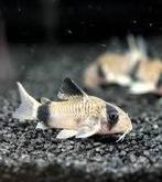 Corydoras Panda, Dieren en Toebehoren, Vissen | Aquariumvissen, Zoetwatervis, Schoolvis, Vis