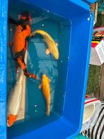 Te koop diverse kois, Dieren en Toebehoren, Vissen | Vijvervissen, Karper of Koi