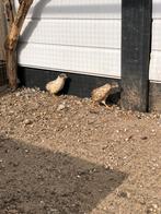 Chinese kwartels natuurbroed, Dieren en Toebehoren, Vogels | Overige Vogels, Meerdere dieren