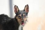 Alora Dog Rescue: Kleine Manga zoekt een thuis, Particulier, Rabiës (hondsdolheid), 1 tot 2 jaar, Buitenland