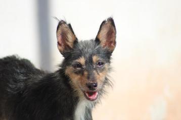 Alora Dog Rescue: Kleine Manga zoekt een thuis beschikbaar voor biedingen