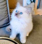 Ragdoll kittens met stamboom, Dieren en Toebehoren, Meerdere dieren, Gechipt, 0 tot 2 jaar