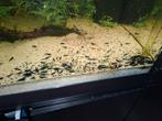🦐💙Blue dream garnalen💙🦐, Dieren en Toebehoren, Vissen | Aquariumvissen, Kreeft, Krab of Garnaal