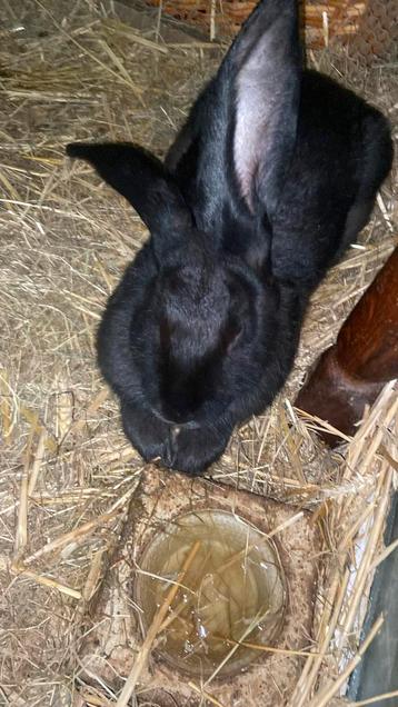 2 vlaamsereuzen voedster en een ram beschikbaar voor biedingen