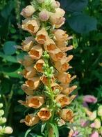 zaden Digitalis ferruginea, Verzenden, Volle zon, Zaad