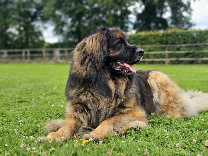 Leonberger Dekreu, Dieren en Toebehoren, Honden | Dekreuen, Reu, Particulier, Eén hond, Nederland, 3 tot 5 jaar, CDV (hondenziekte)