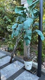 2 kunst bananenboom 3 meter hoog, Tuin en Terras, Planten | Bomen, Ophalen of Verzenden, Volle zon, Overige soorten, 100 tot 250 cm