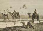 Kamelen op een suikerplantage - Antieke illustratie, Verzenden