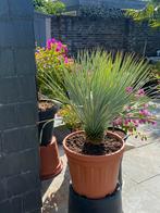 Schitterende yucca rostrata in een zeer ruime pot!!!, Overige soorten, 100 tot 250 cm, Zomer, Ophalen