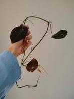 Philodendron Micans gewortelde stek 90cm, Huis en Inrichting, Kamerplanten, Overige soorten, Minder dan 100 cm, Groene kamerplant
