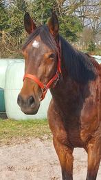 Leuke merrie weidemaatje projectje, Dieren en Toebehoren, Pony's, Merrie, Recreatiepony, Ontwormd
