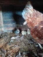 Bruine legkip met 7 kuikentjes kruising krielkip, Geslacht onbekend, Kip