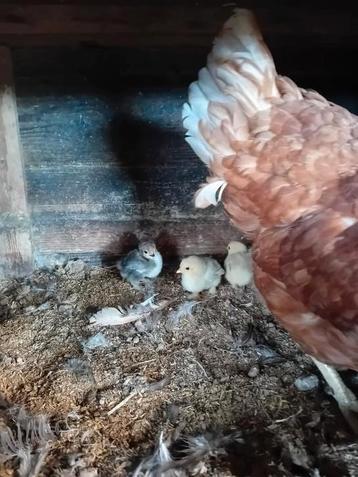 Bruine legkip met 7 kuikentjes kruising krielkip  beschikbaar voor biedingen