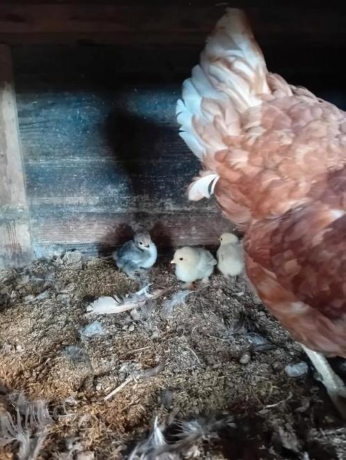 Bruine legkip met 7 kuikentjes kruising krielkip, Dieren en Toebehoren, Pluimvee, Kip, Geslacht onbekend
