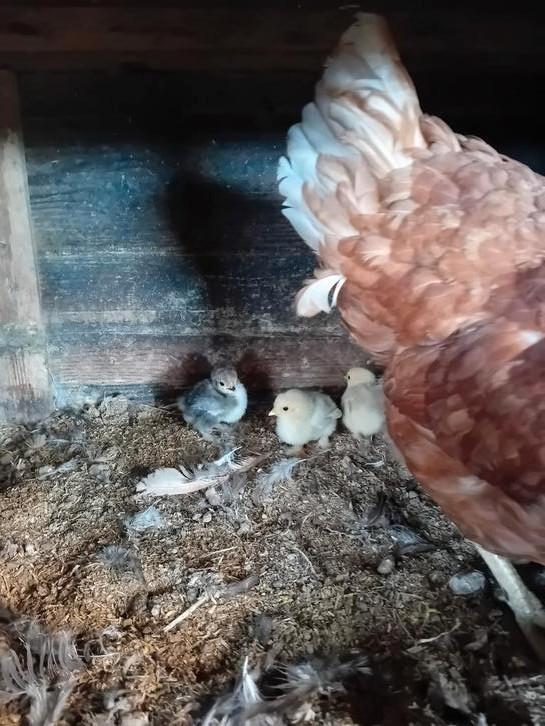 Bruine legkip met 6 kuikentjes kruising krielkip, Dieren en Toebehoren, Pluimvee, Kip, Geslacht onbekend