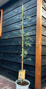 eucalyptus france blue 140 cm hoog, Tuin en Terras, Planten | Bomen, Ophalen, Volle zon, Overige soorten