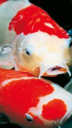Koi karpers/vissen gezocht vijver, Dieren en Toebehoren, Vissen | Vijvervissen, Karper of Koi