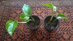 Pothos stekje (Epipremnum aureum), Huis en Inrichting, Kamerplanten, Ophalen, Overige soorten, Minder dan 100 cm
