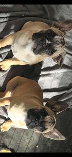 Franse bulldogs, Dieren en Toebehoren, Particulier, 15 weken tot 1 jaar, Reu, Buitenland