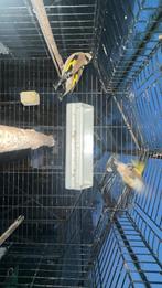 Te koop klein parva putters popen, Dieren en Toebehoren, Vogels | Kanaries, Meerdere dieren, Bastaard