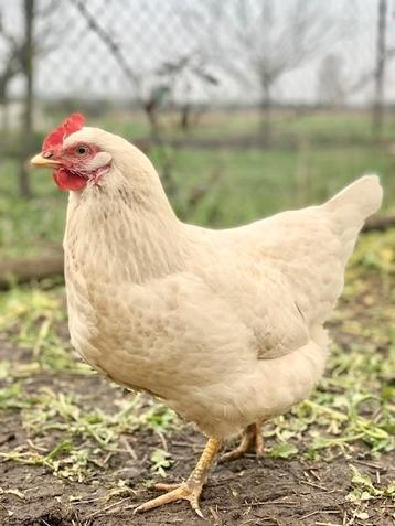 UNIEK witte legkippen met bruine eieren.  beschikbaar voor biedingen