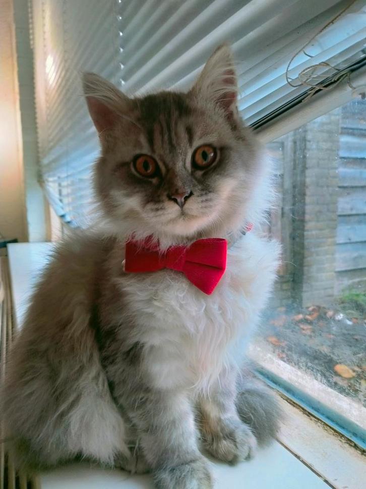 Britse korthaar kittens,en Britse langharige kittens, Dieren en Toebehoren, Katten en Kittens | Raskatten | Langhaar, Meerdere dieren