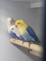 2 jongen fischerie yellow face opaline en violet opaline, Dieren en Toebehoren, Geslacht onbekend, Dwergpapegaai of Agapornis
