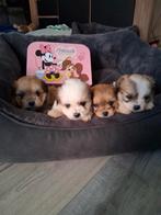 Mooie boomer pups, Dieren en Toebehoren, Honden | Chihuahua's en Gezelschapshonden, Overige rassen, Meerdere, Meerdere dieren