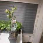 Boysenberry (braam-hybride) geen doorns, Minder dan 100 cm, Overige soorten, In pot, Ophalen of Verzenden