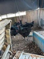 Jersey giant hennen te koop, Dieren en Toebehoren, Vrouwelijk, Kip