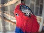 Edelpapegaai koppel, Dieren en Toebehoren, Vogels | Parkieten en Papegaaien, Meerdere dieren, Parkiet