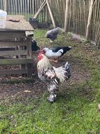 Brahma Hanen, Dieren en Toebehoren, Pluimvee, Mannelijk, Kip