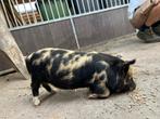 Kunekune biggen te koop, Dieren en Toebehoren, Schapen, Geiten en Varkens, Meerdere dieren, Schaap