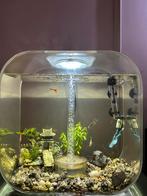 Biorb 30 liter aquarium inclusief toebehoren en vissen, Dieren en Toebehoren, Ophalen, Gebruikt, Gevuld zoetwateraquarium