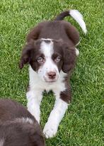 prachtige BORDER COLLIE x FRIESE STABIJ pup - reutje, Dieren en Toebehoren, Honden | Niet-rashonden, Nederland, Reu, CDV (hondenziekte)
